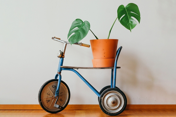 Indoor Plants