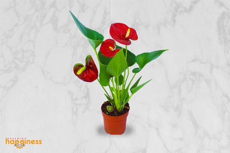 Anthurium Diamond Red