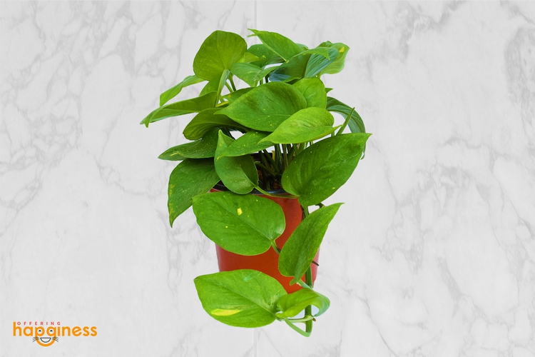 Green Pothos