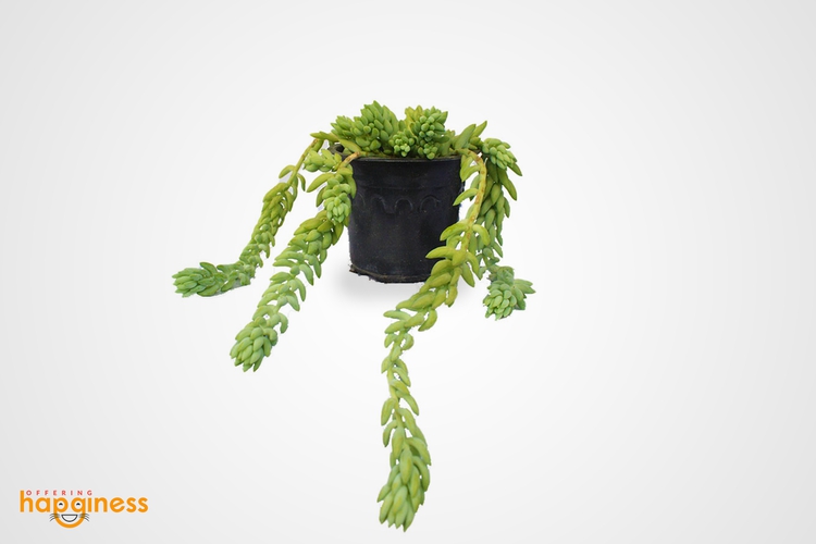 Donkey Tail Sedum