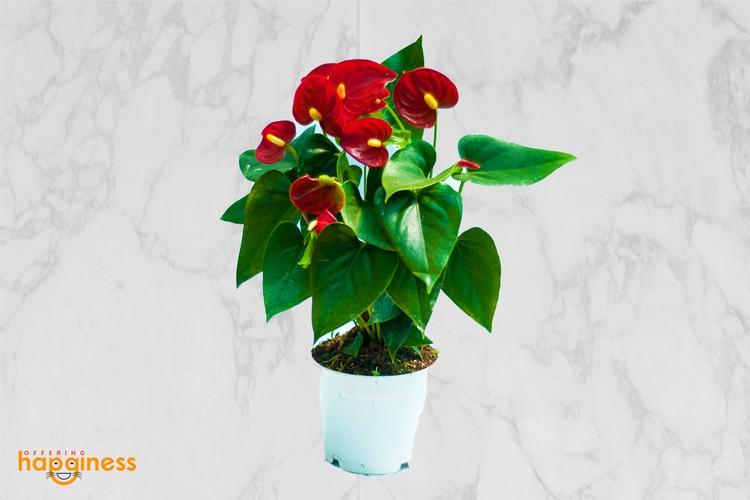 Anthurium Red Champion Medium