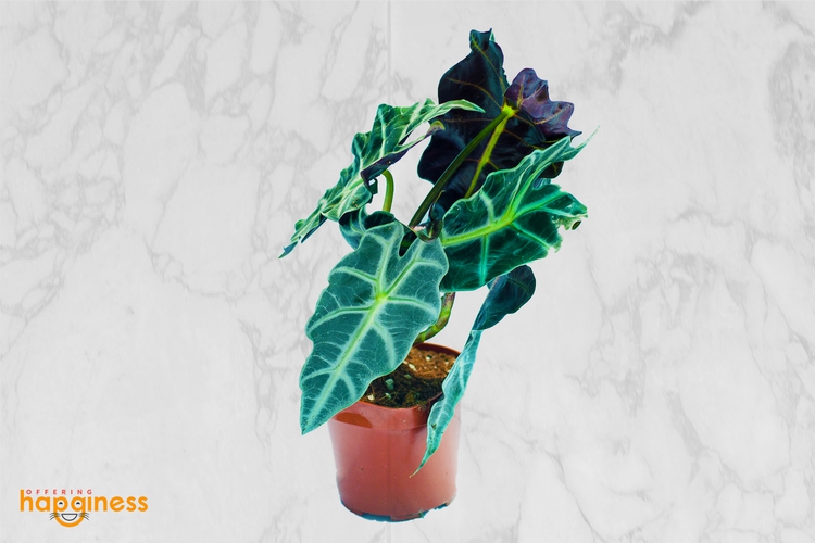 Alocasia amazonica “Elephant Ear”