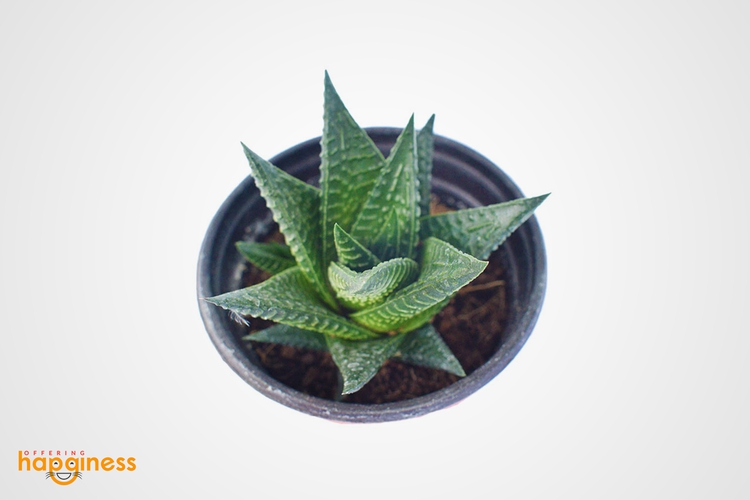 Haworthia Limifolia