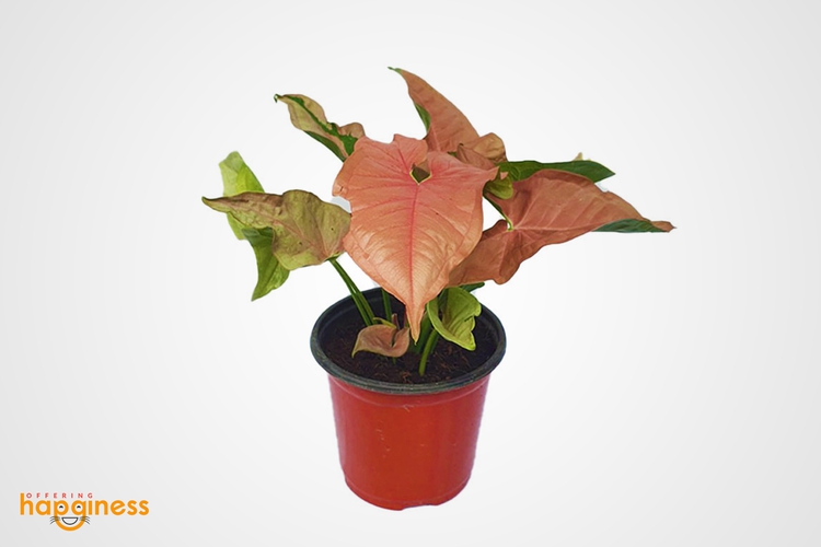 Neon Syngonium