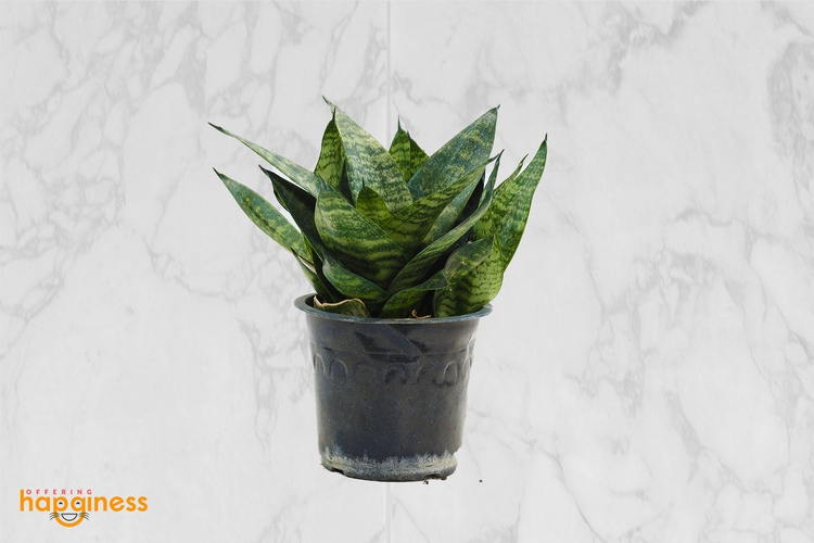Sansevieria Dwarf