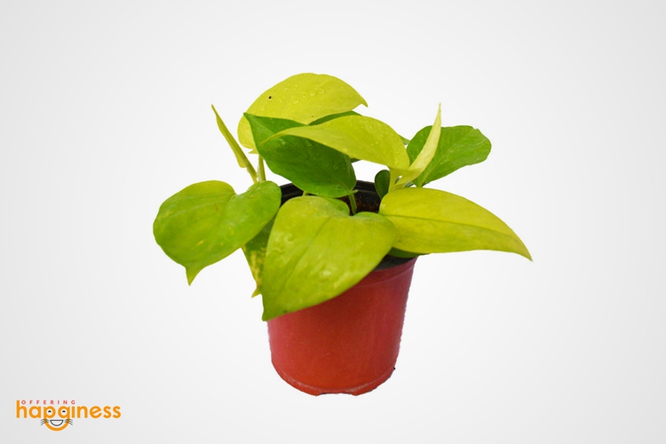 Neon pothos