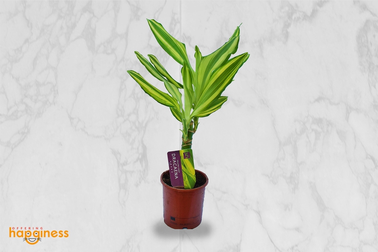 Dracaena fragrans