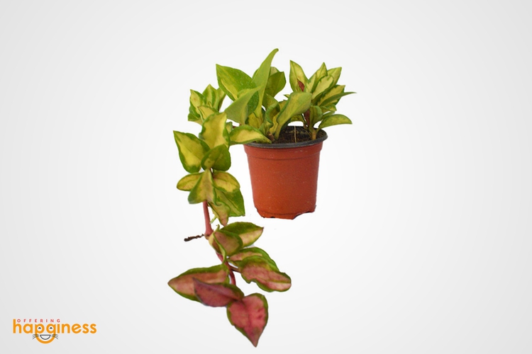 Hoya Triostar