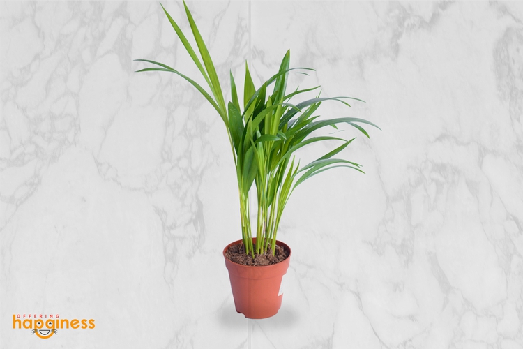 Dypsis Lutescens Chrysalidoca - Areca Palm
