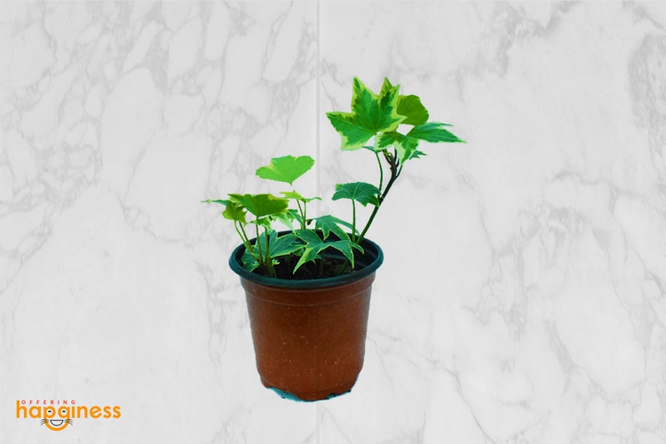 English Ivy plant (Hedera helix)
