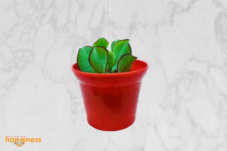 Ripple Jade plant