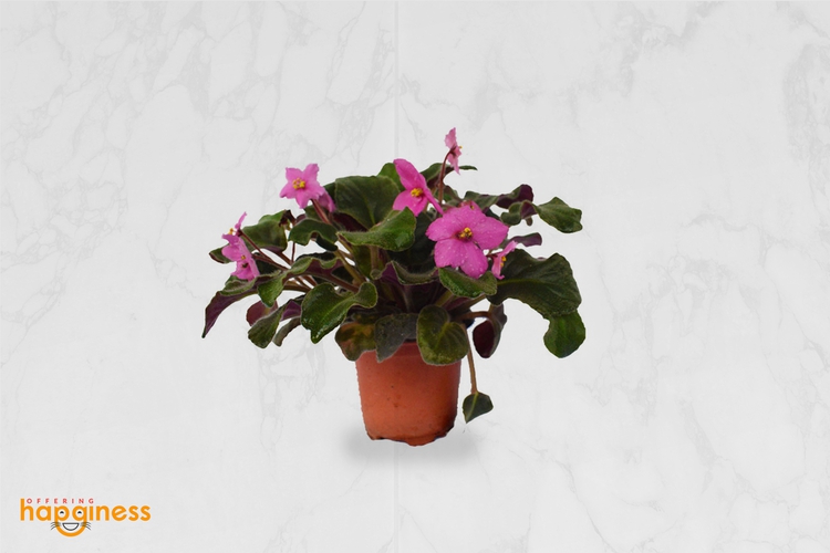 African Violets