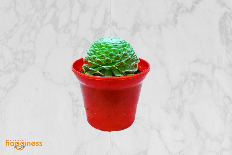 Cobweb Succulent (Hen & Chickens)