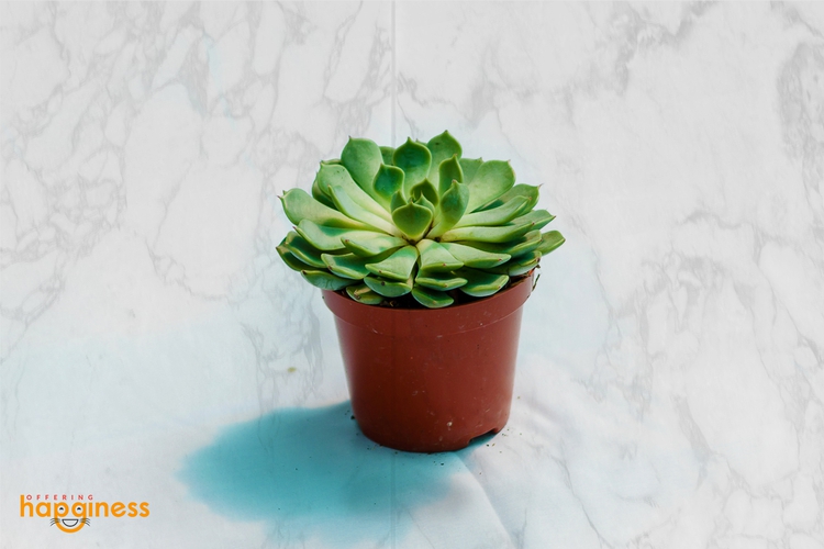 Echeveria Mix - 1