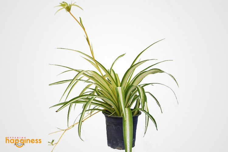 Spider Plant