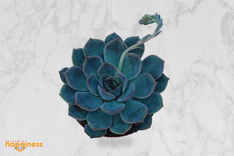 Echeveria Mix - 1