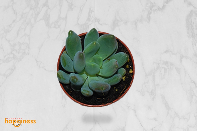 Echeveria Mix - 2