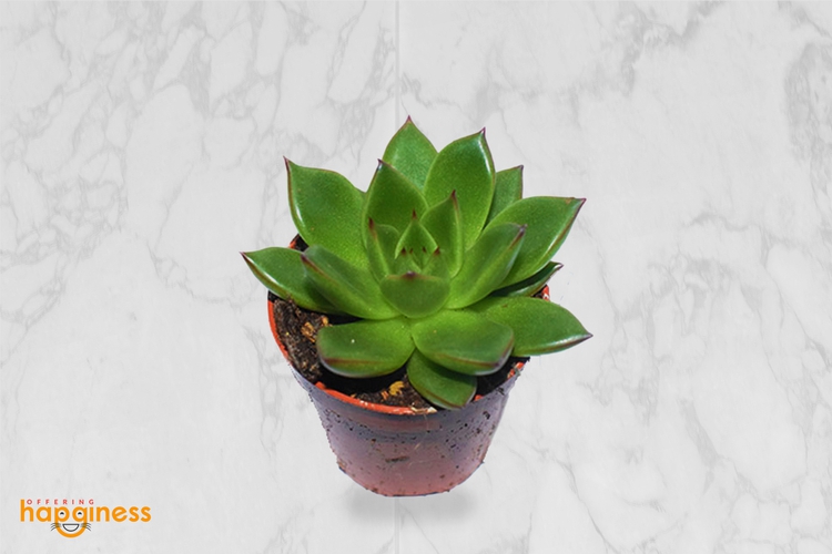 Echeveria Mix - 2