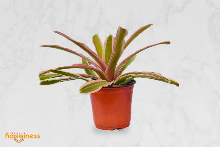 Bromeliad Neoregelia Large
