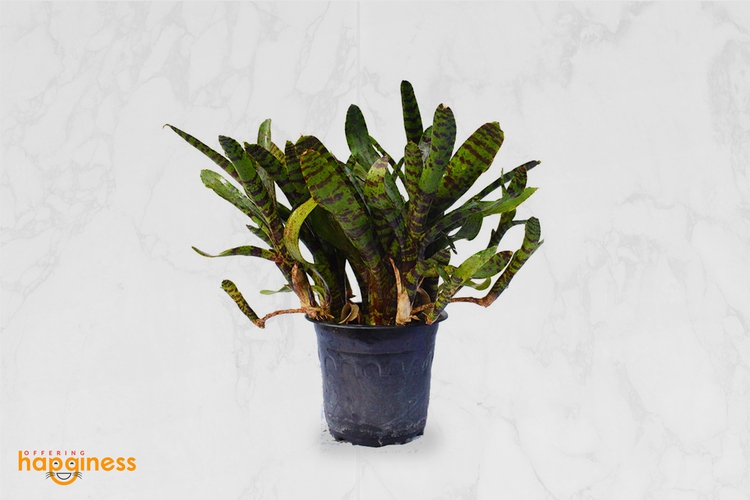 Bromeliad