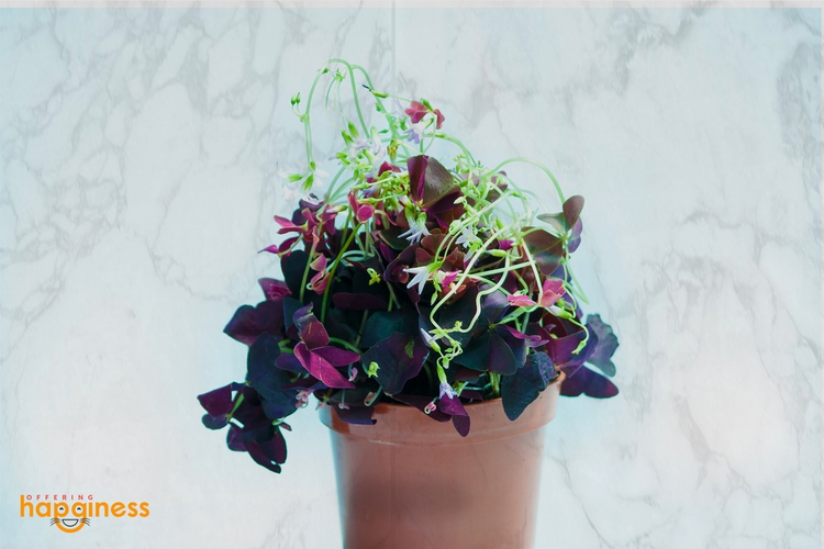 Oxalis triangularis