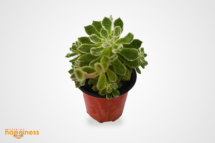 Echeveria doris taylor