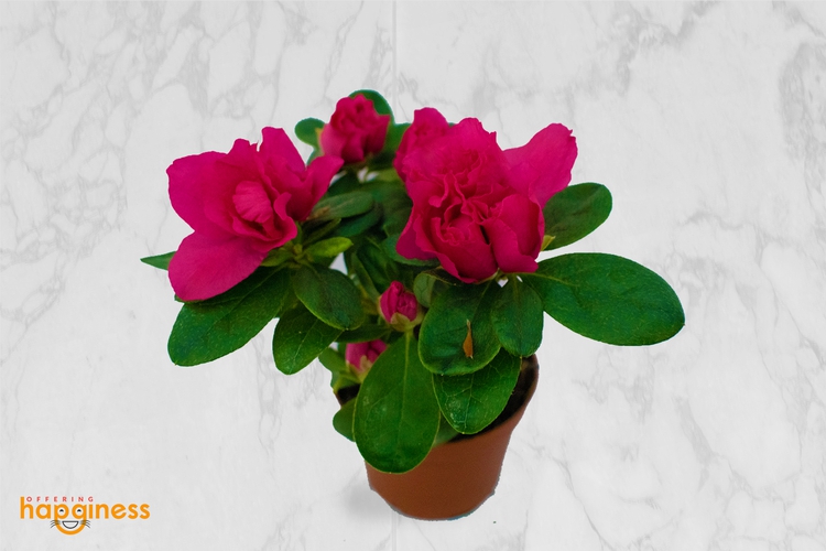 Rhododendron Mini