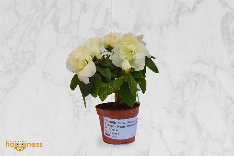 Rhododendron Mini