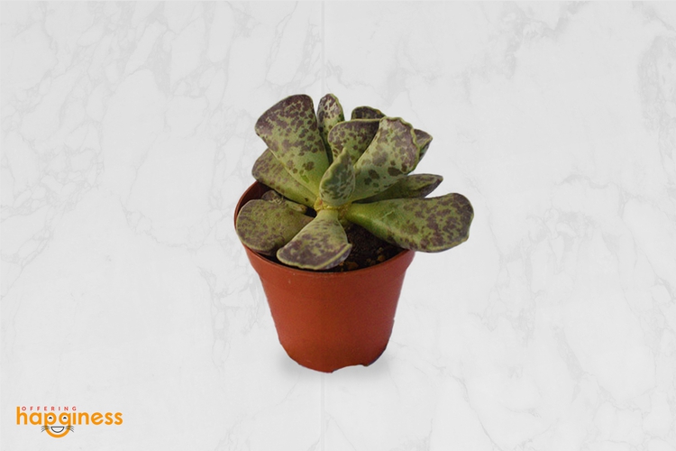 Adromischus cooperi
