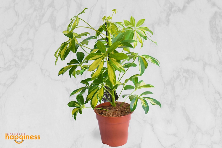 Schefflera “Umbrella Plant” Small