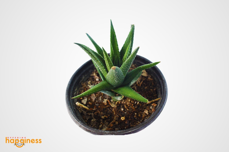 Haworthia