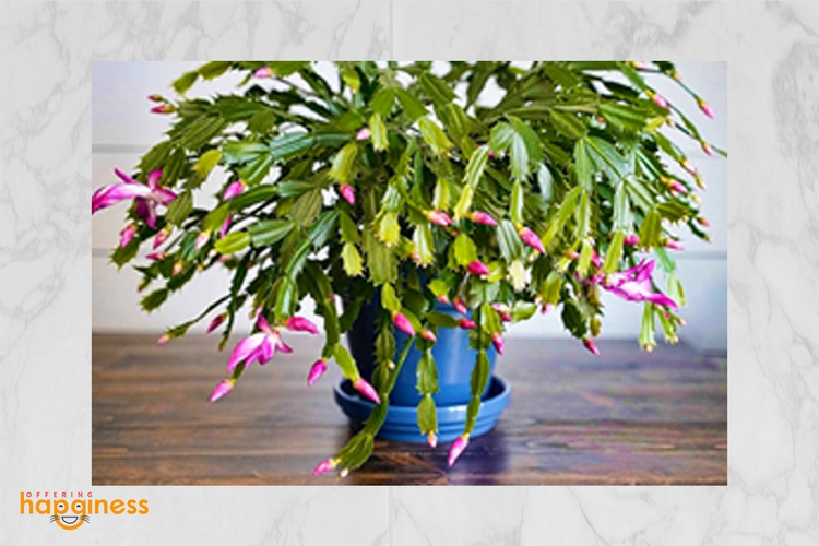 Christmas cactus