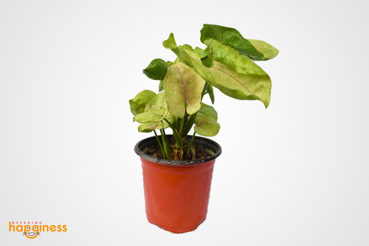 Syngonium mango allusion