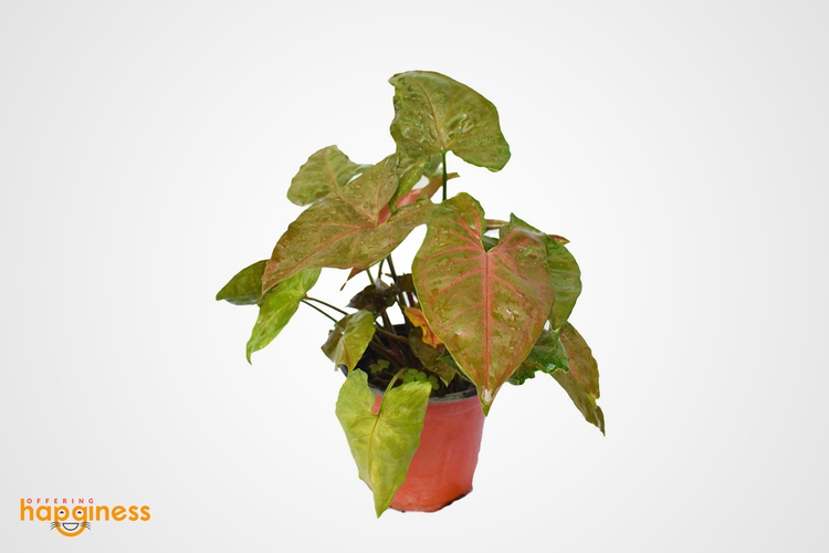 Syngonium