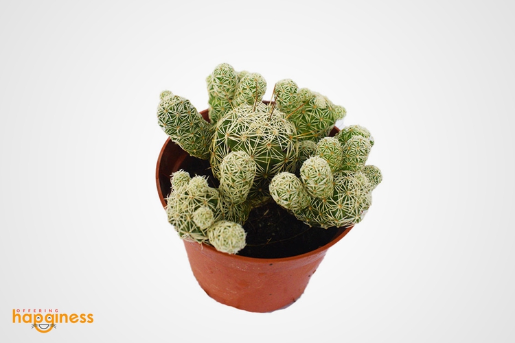 Mammillaria cactus