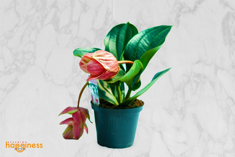 Medinilla Magnifica