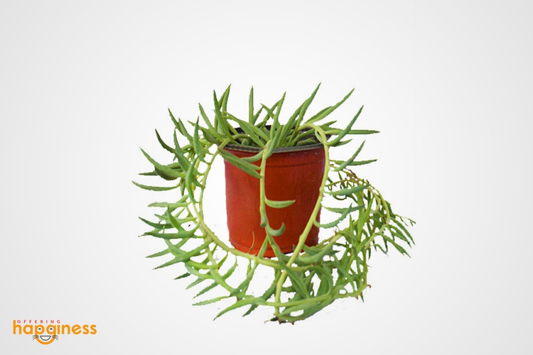 String of bananas