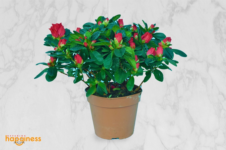Rhododendron