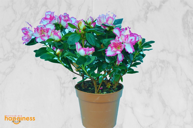 Rhododendron