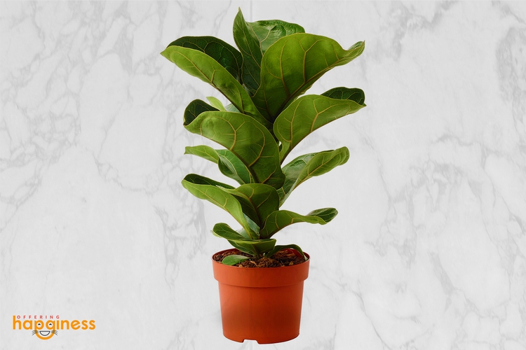 Ficus Lyrata bambino "Fiddle leaf"