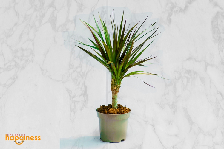 Dracaena marginata “Dragon Tree”