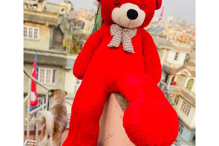Red Teddy